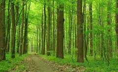 天然樹林與人工樹林的土壤養(yǎng)分有什么區(qū)別？